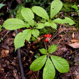 American Ginseng Extract