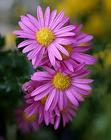 Echinacea Purpurea Extract
