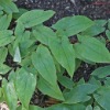 Epimedium Leaf Extract