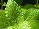 Lemon Balm Extract