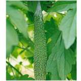 Bitter Melon Extract