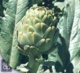 Artichoke   Leaf  Extract