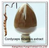 Cordyceps Sinensis Extract