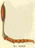 Cordyceps P. E