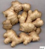 Ginger Root P. E