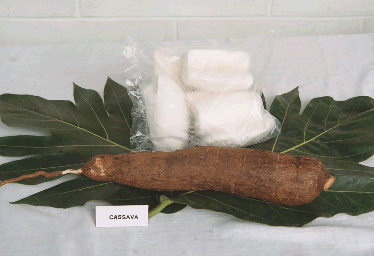 cassava