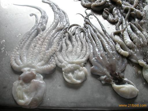 Pulpito/baby octopus