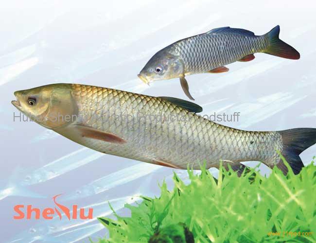 grass carp,China price supplier 21food