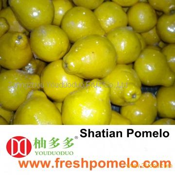 shatian pomelo,fresh fruit,grape fruit