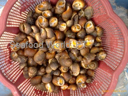 Sea Snail B,Indonesia Sea Snail B Price Supplier - 21food