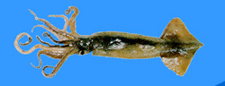 Argentine Squid