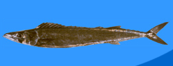 Barracouta