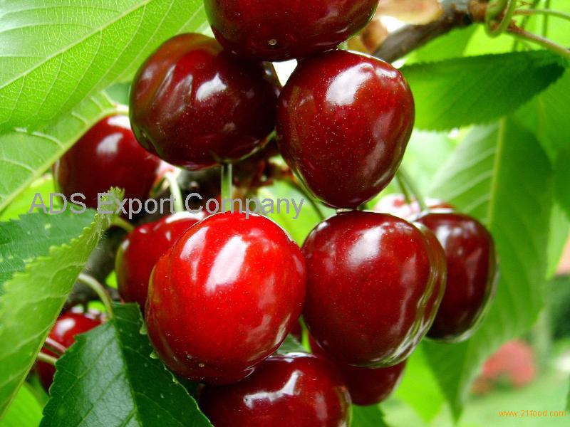 Export cherry fuit from Chile