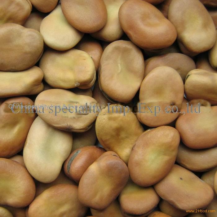 canned broad bean from China Selling Leads -21food.com