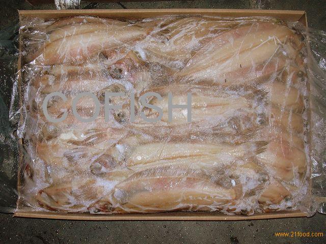 ATLANTIC GREY SOLE,Spain price supplier - 21food