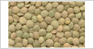 lentil Large type(6.0 - 7.0 mm)
