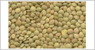 Eston Lentils