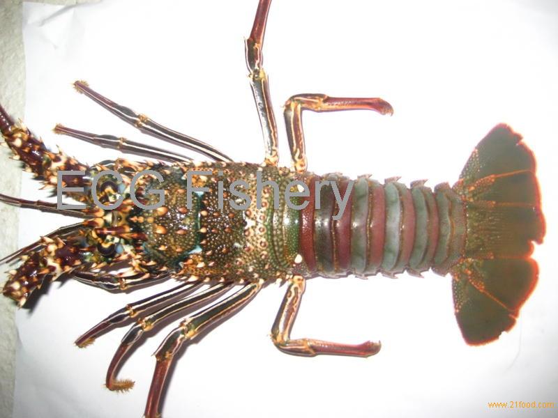 red spiny lobster,Singapore price supplier - 21food