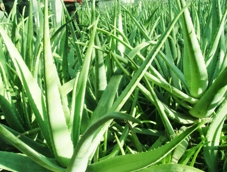 Aloe Vero Leaf Powder