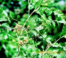 Liquorice extract