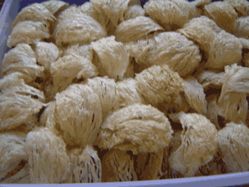 Bird Nest Yellow 4