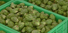  Canned   Artichoke 
