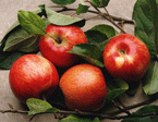 Jujube extract