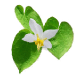 Epimedium P.E.