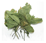 Notoginseng Leaf