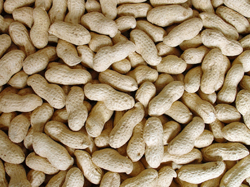Peanuts with Shell (7/9, 9/11, 11/13)