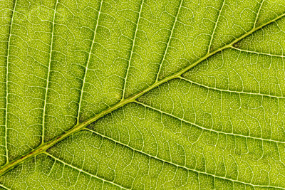 natural botanic dry extracts