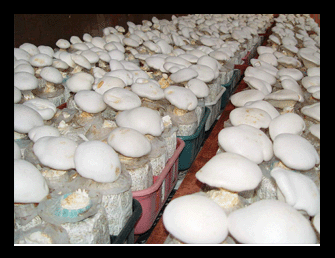 canned king oyster mushroom products,China canned king oyster mushroom ...