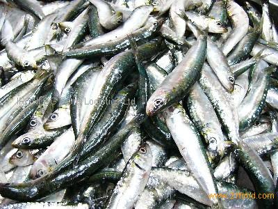 Fresh Frozen Sardine