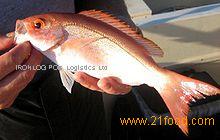 Fresh Forzen CHicharoo (scad) Fish