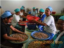 Handpicked Selected Nutmeg