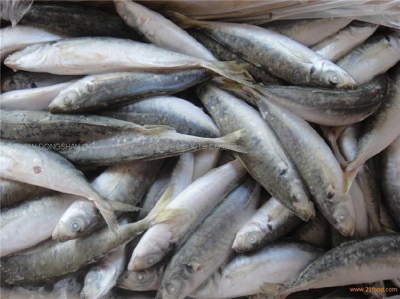 frozen blue mackerel,China Ocean Star price supplier - 21food