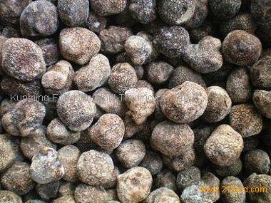 Frozen Truffles,China greenforest price supplier - 21food