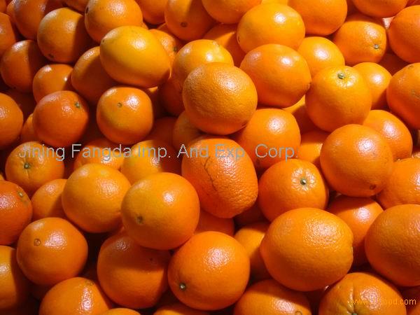 big size  navel orange  products China big size  navel orange  