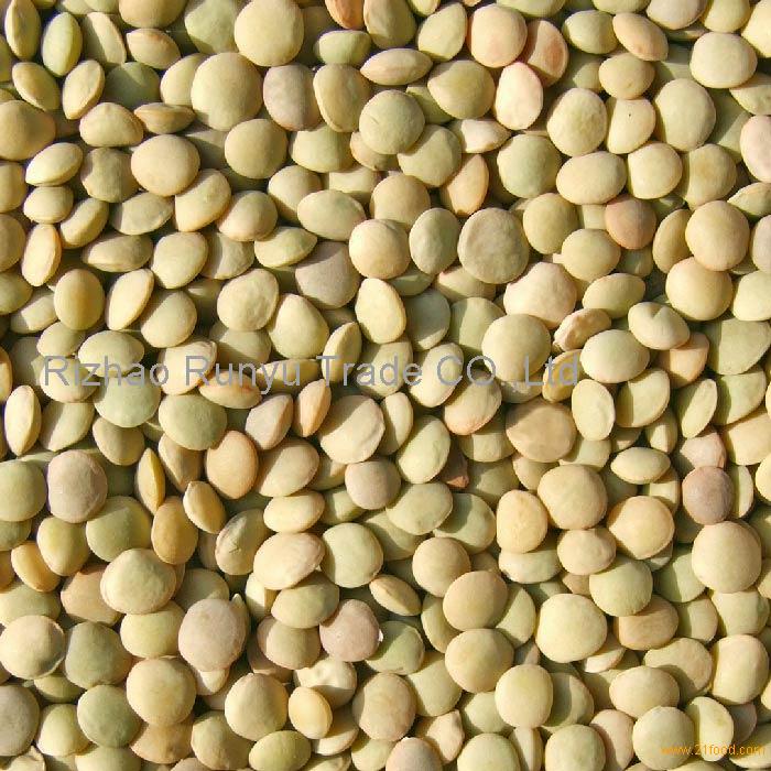 Chinese Lentils China Runyu Price Supplier 21food