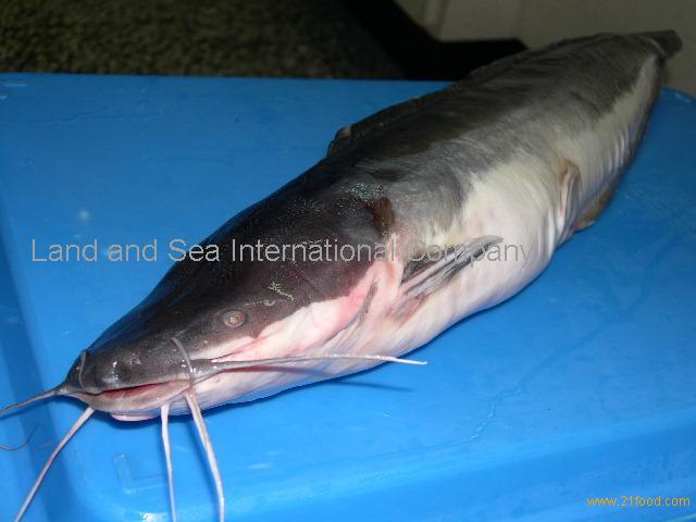 Catfish,taiwan Price Supplier - 21food