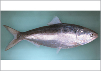 hilsa seafoods