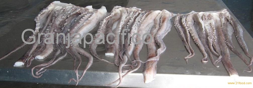 TENTACLES GIANT SQUID,Chile price supplier - 21food