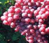 Grape Seed Extracts