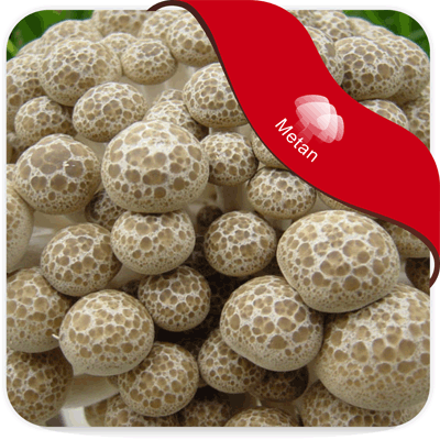 Brown Bunashimeji Mushrooms