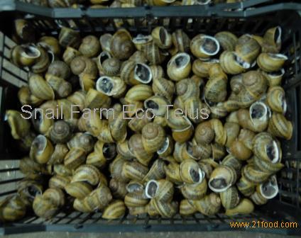 Hibernated snails Helix Aspersa Maxima - top quality!