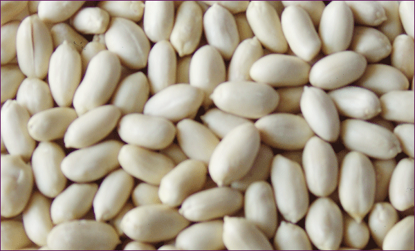  New  Crop Chinese  Blanched   peanut  kernels