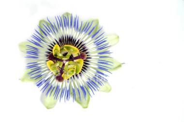 Passiflora incarnata extract