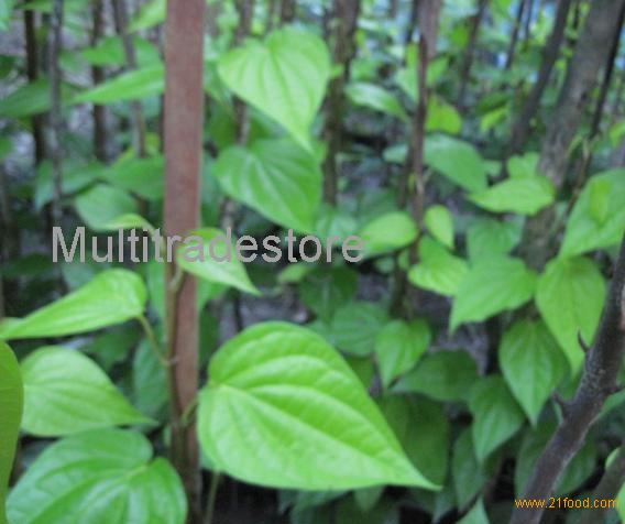 Betel Leaves Malaysia Price Supplier 21food