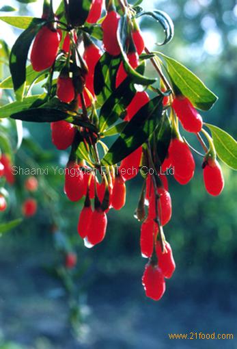 wolfberry P.E. Lycium barbarum L