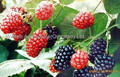 frozen mulberries